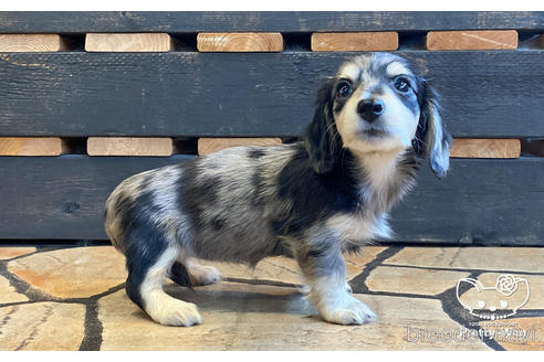 成約済の愛知県のミニチュアダックスフンド(ロングヘアード)-186808の4枚目